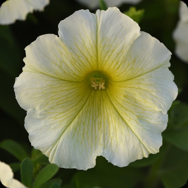 Yellow Madness Petunias