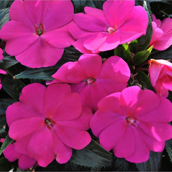 Magnum New Guinea Impatiens