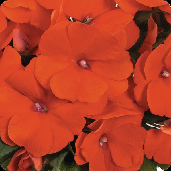 Orange Magnum New Guinea Impatiens