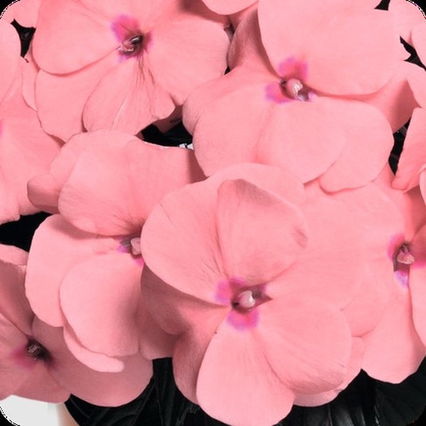 Pink Magnum New Guinea Impatiens