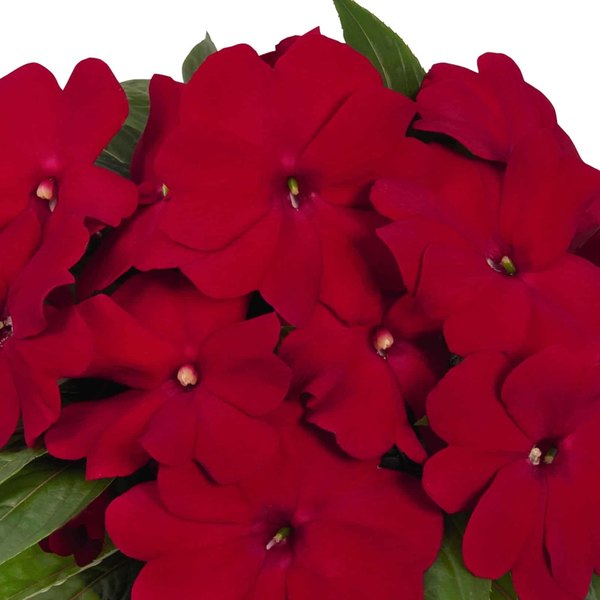 Red Magnum New Guinea Impatiens