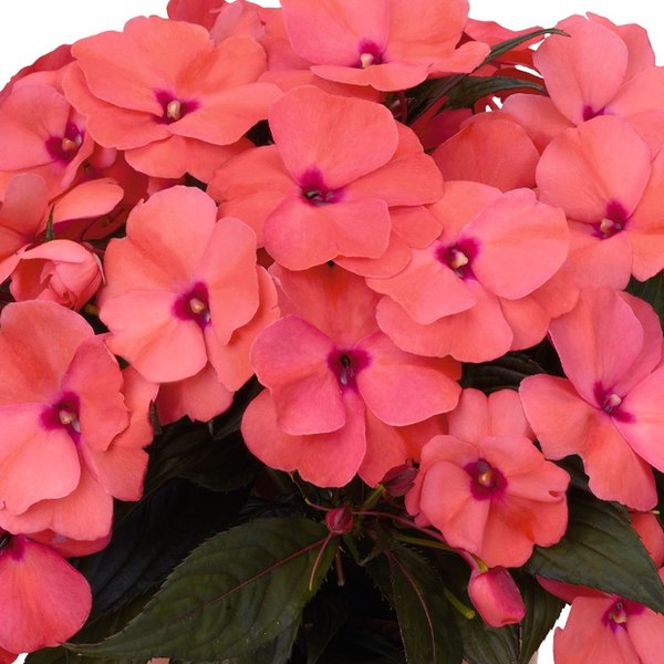Salmon Magnum New Guinea Impatiens