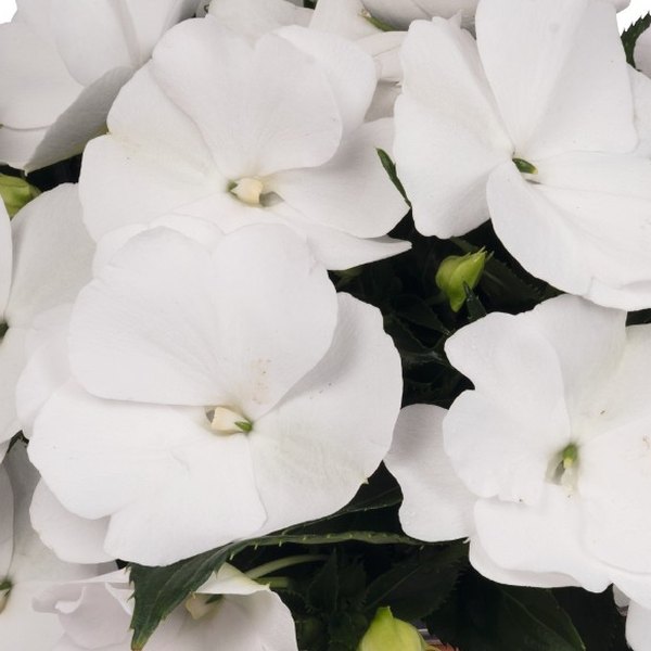 White Magnum New Guinea Impatiens