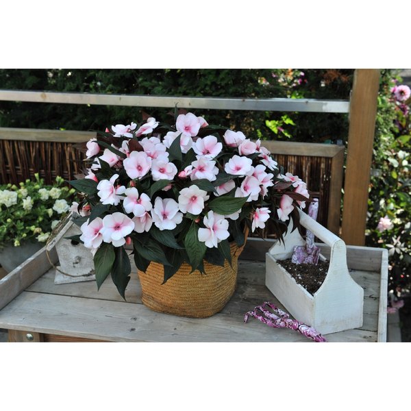 White Blush Magnum New Guinea Impatiens