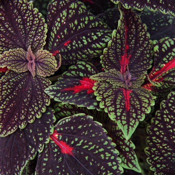 Mainstreet Coleus