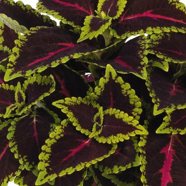 Mainstreet Coleus