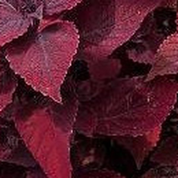 Beale Street Mainstreet Coleus