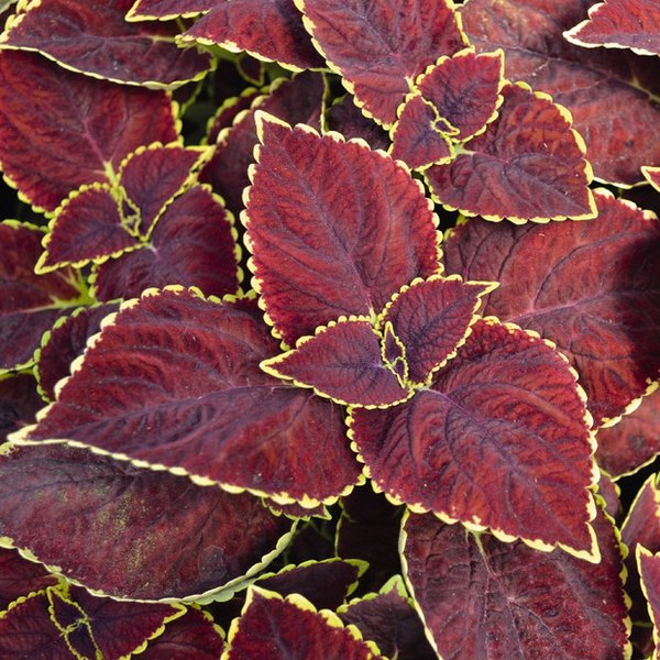 Broad Street Mainstreet Coleus