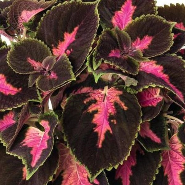 Fifth Avenue Mainstreet Coleus