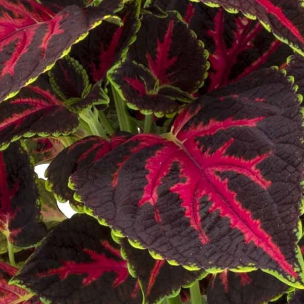 Orchard Road Mainstreet Coleus