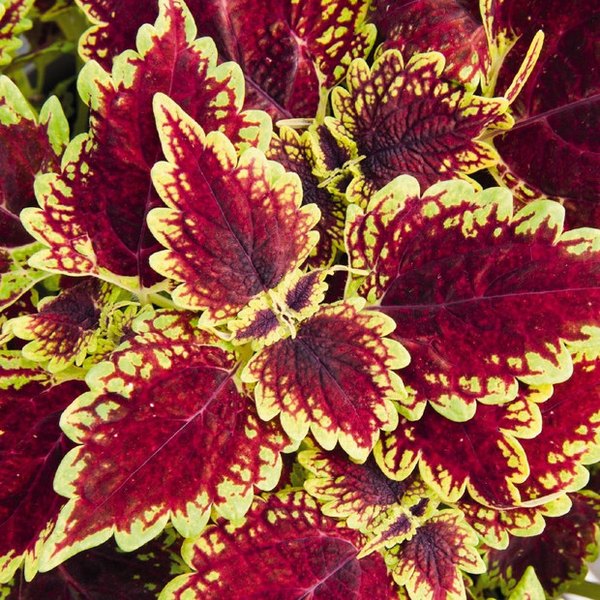 Oxford Street Mainstreet Coleus
