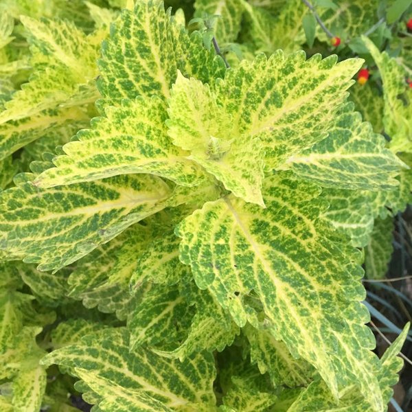 River Walk Mainstreet Coleus
