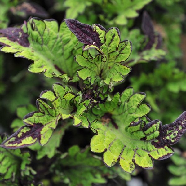 Rodeo Drive Mainstreet Coleus