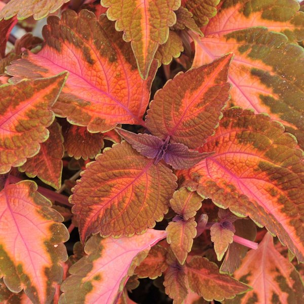 Sunset Boulevard Mainstreet Coleus
