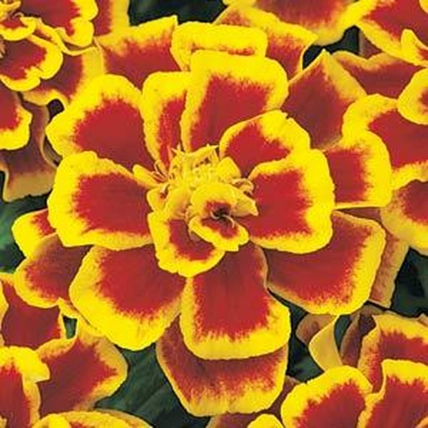 Marigolds: Durango and Inca
