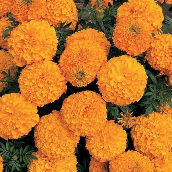 Orange Inca Marigolds