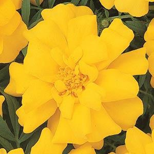 Yellow Durango Marigolds