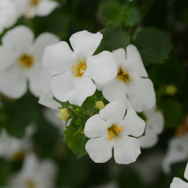 White MegaCopa Bacopa