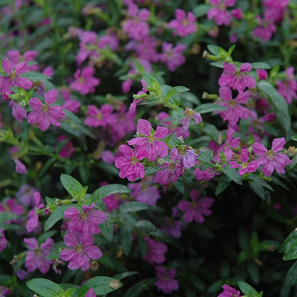 Mexican Heather Cuphea
