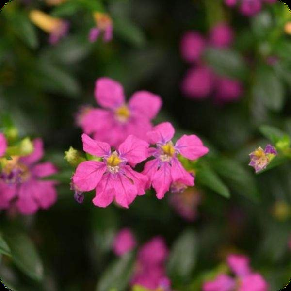 Diana (Hot Pink) Mexican Heather Cuphea