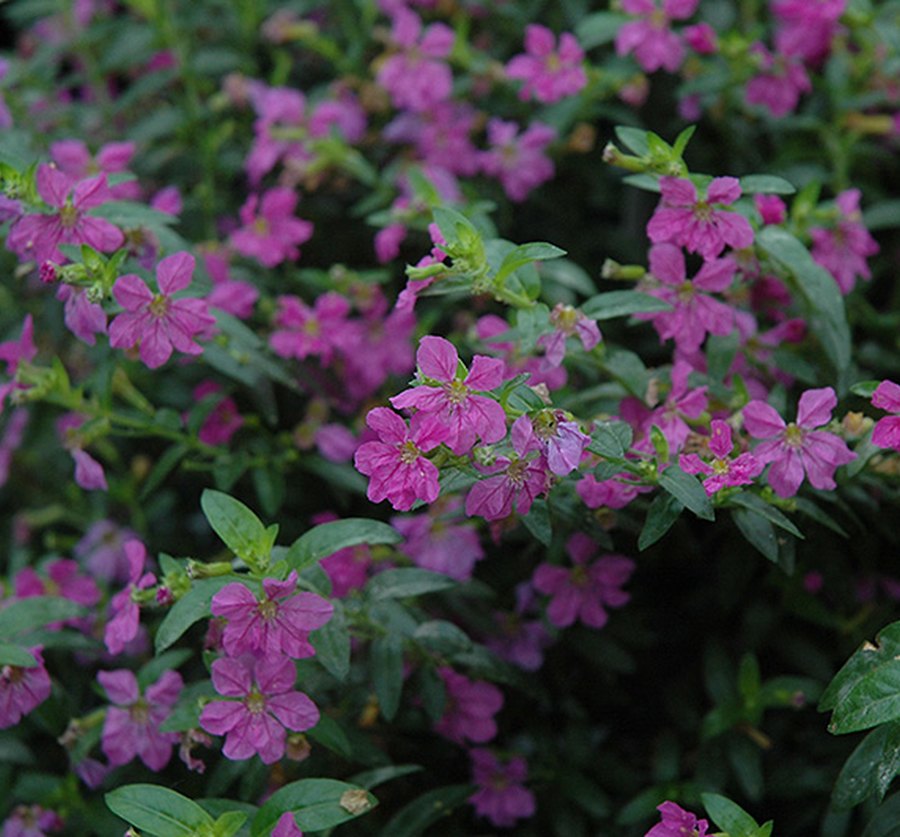 Mexican Heather Cuphea