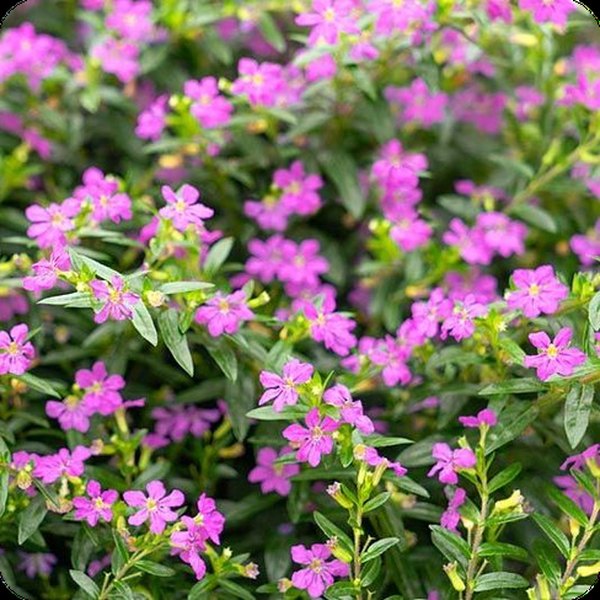 Selena (Purple) Mexican Heather Cuphea