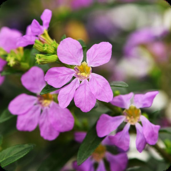 Sophia (Lavender) Mexican Heather Cuphea