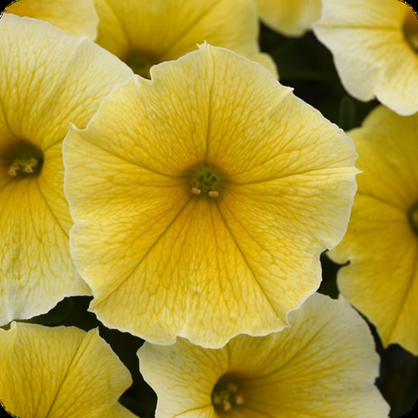 Bee's Knees Others Petunias