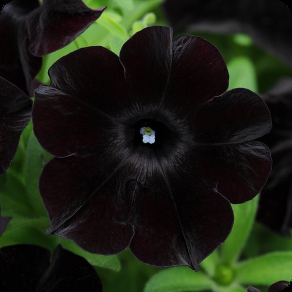Novelty Petunias: Slingshot, Itsy, and More