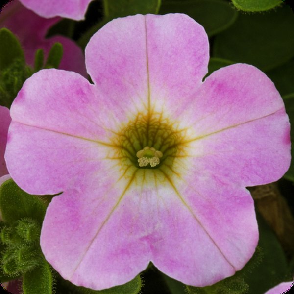 Itsy Pink Itsy Petunias