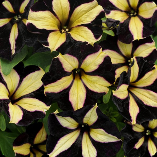 Phantom Slingshot Petunia