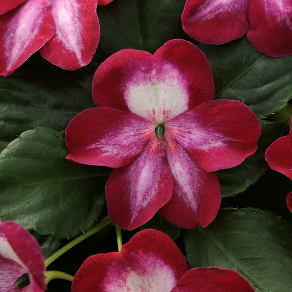 Patchwork Impatiens