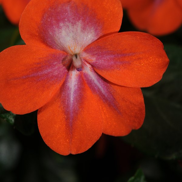 Cosmic Orange Patchwork Impatiens