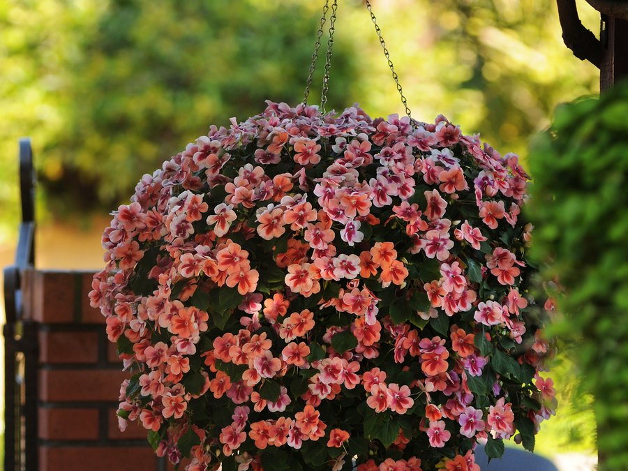 Patchwork Impatiens