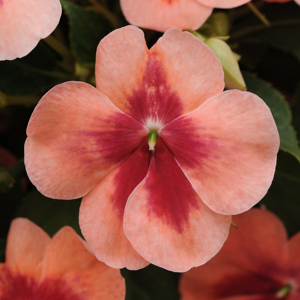 Peach Prism Patchwork Impatiens