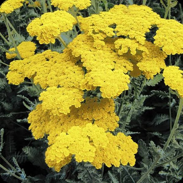 Achillea