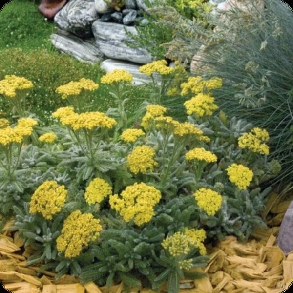 Goldie Achillea