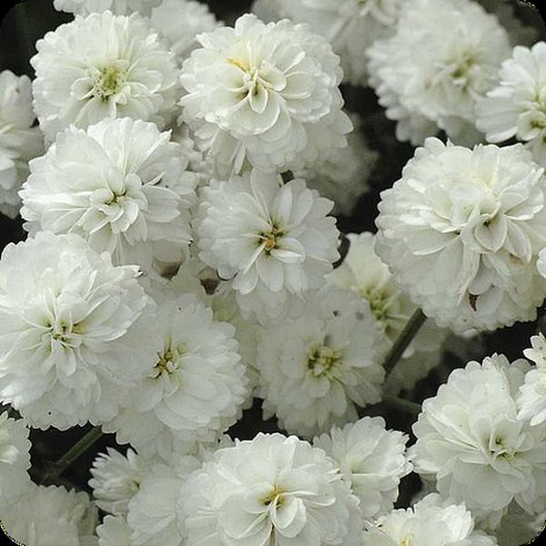 Marshmallow Achillea