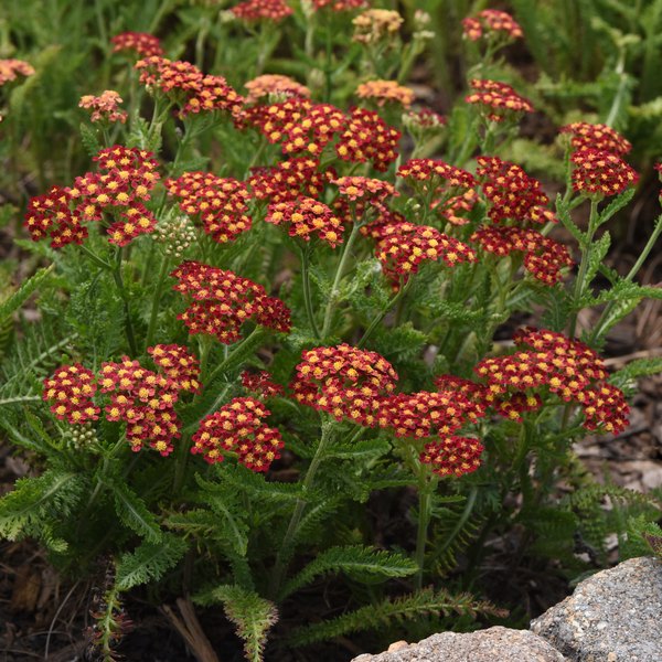 Red Milly Rock Achillea