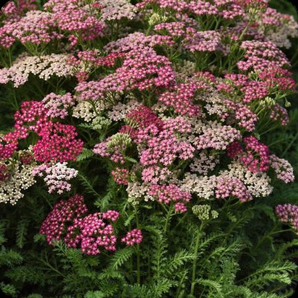 Rose Milly Rock Achillea