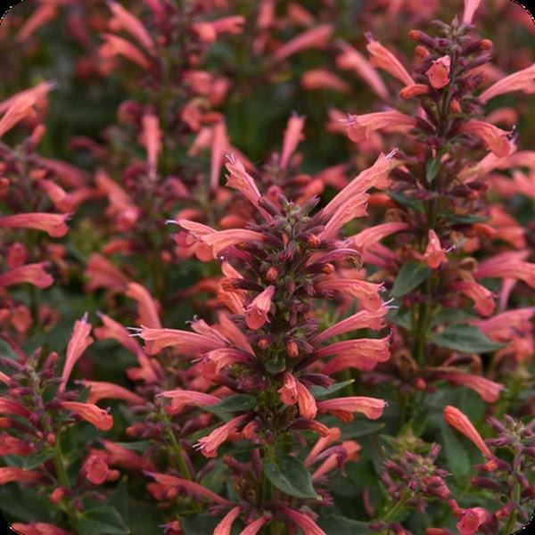 Coral Summerlong Agastache