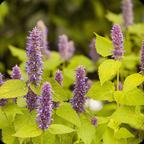 Golden Jubilee Agastache