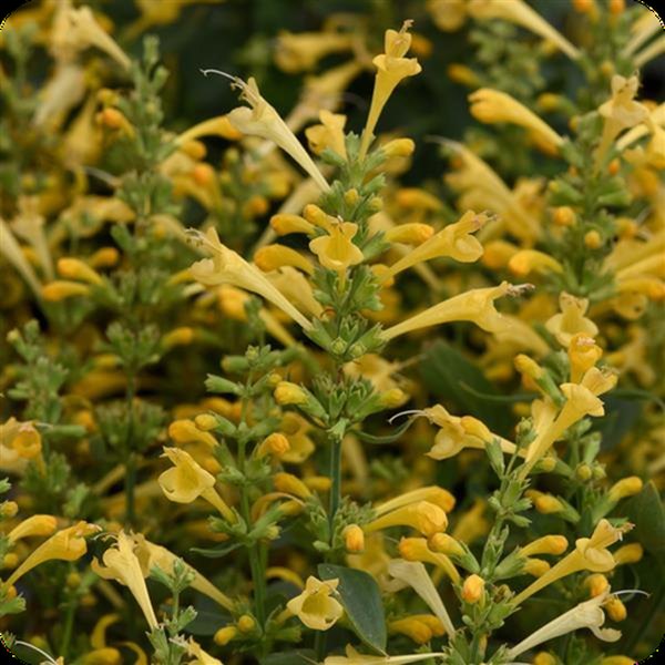 Lemon Summerlong Agastache