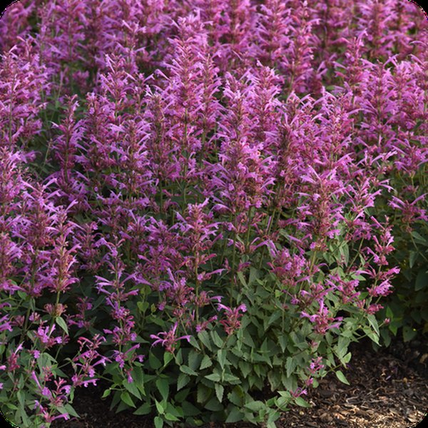 Lilac Summerlong Agastache