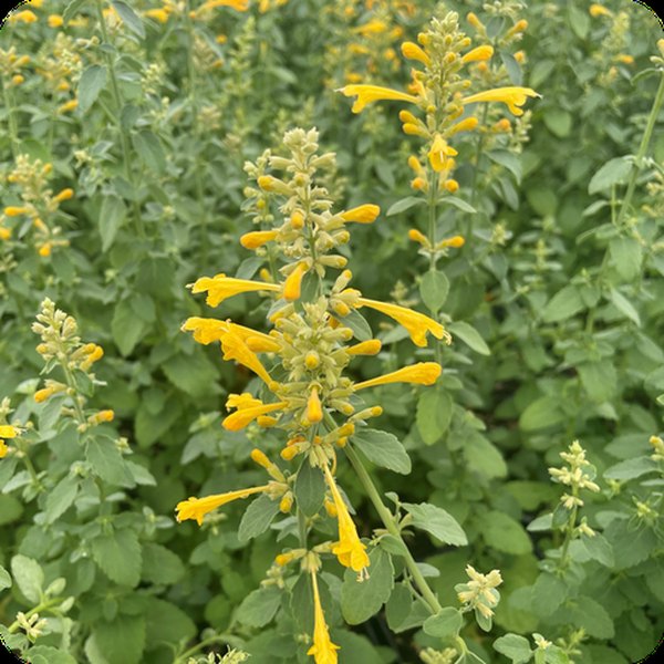Sun Arizona Agastache