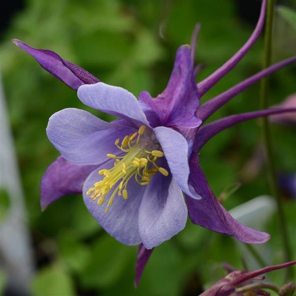 Amsonia and Aquilegia