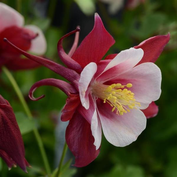 Red White Earlybird Aquilegia