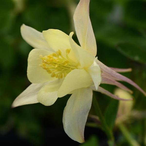 Yellow Earlybird Aquilegia