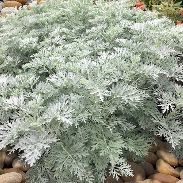 Artemisia