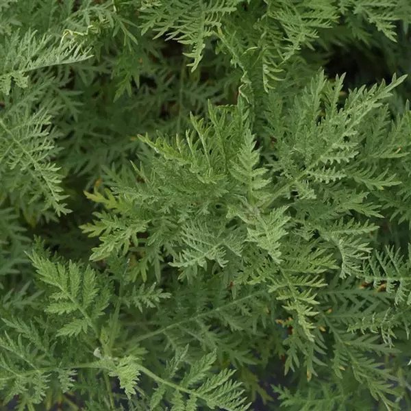 SunFern Olympia Artemisia